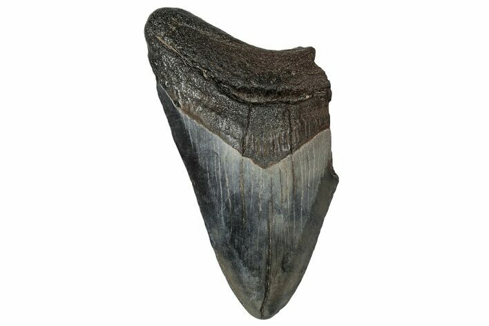 Partial Megalodon Tooth - South Carolina #359096